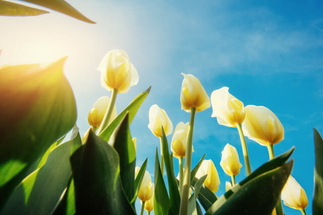 yellow tulips on a background of blue sky