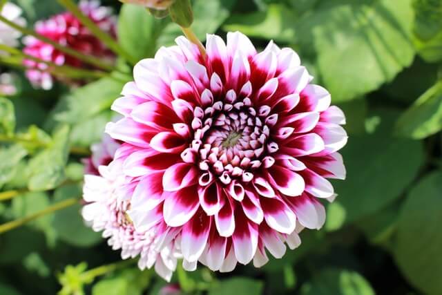 Dahlia flower plant