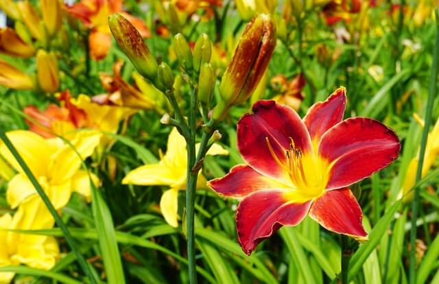 Daylily flower