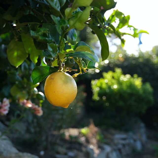 chelsea lemon tree