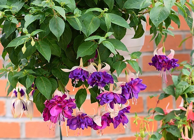 fuchsia-flower plant