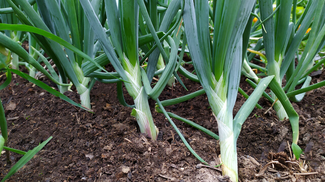garlic plants