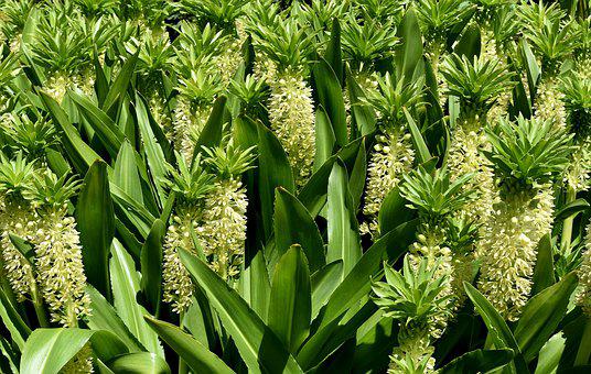 Pineapple Lily plant