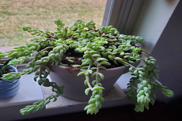 Sedum morganianum donkeys tail 1