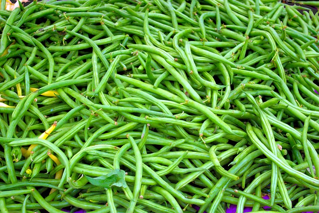 beans plant
