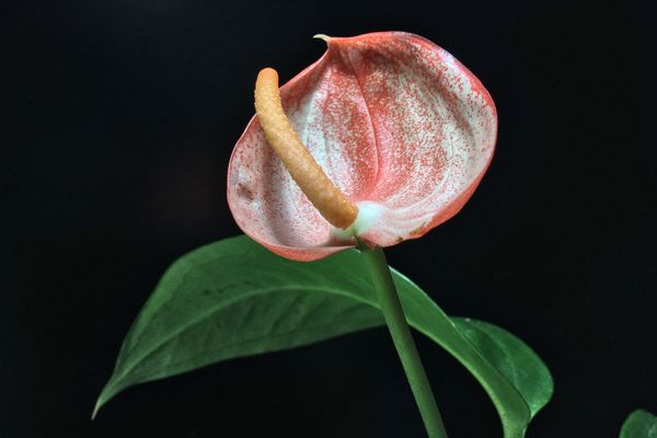 How To Grow And Care For Anthurium Plants ? image