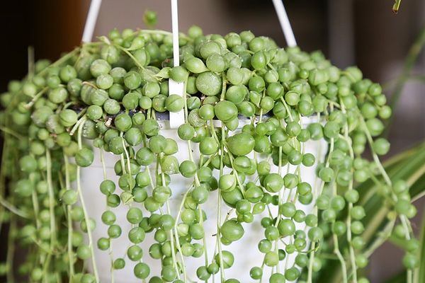 string of pearls 1