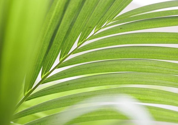 January 2019 Kentia Palm Houseplant of the Month 1