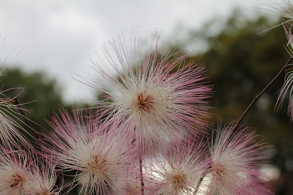 bottlebrush g257a79df9 640 1