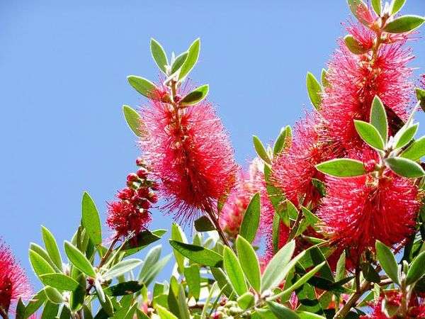 callistemon g0727f8f53 640 1