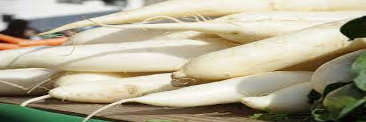 nutritional benefits of daikon radish