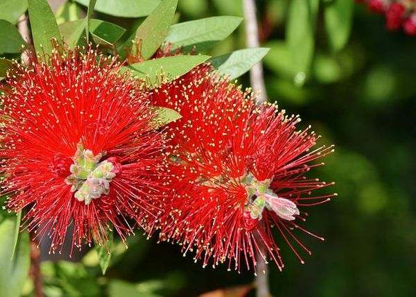 lemon bottlebrush g2f224dd50 640 1