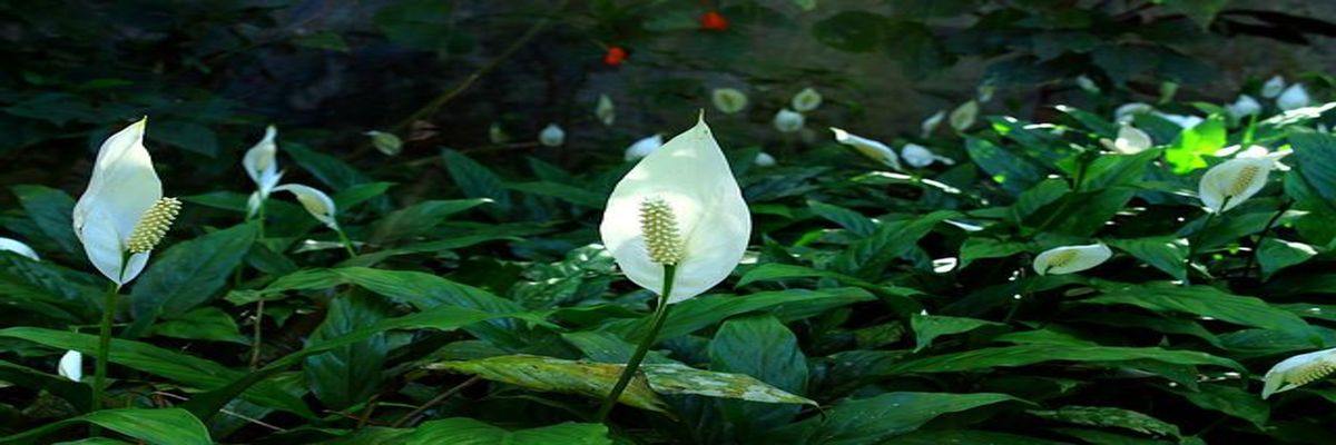 benefits of peace lily