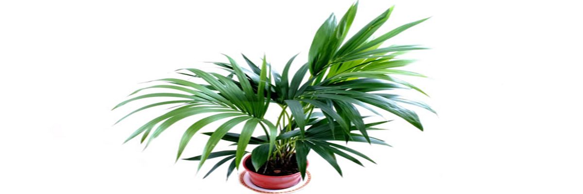 kentia palm