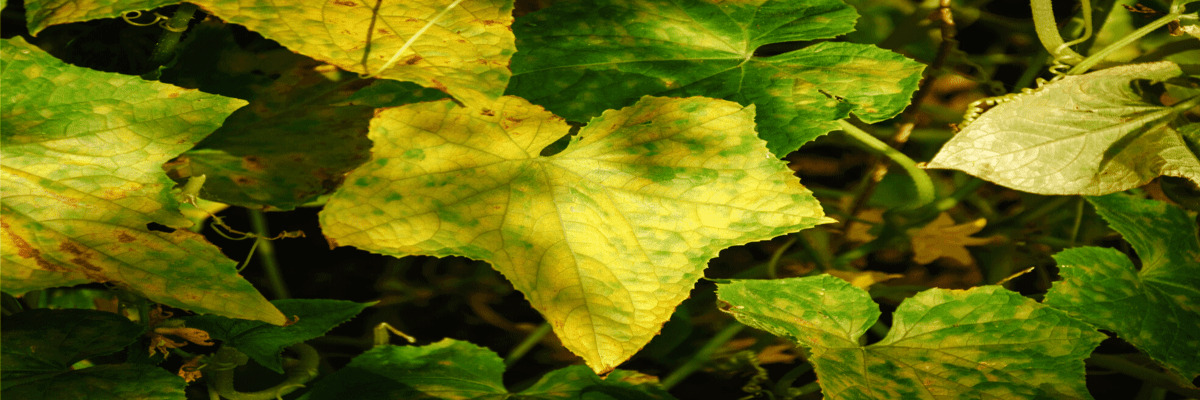 Cucumber leaves turning yellowGardenerBasics1 1