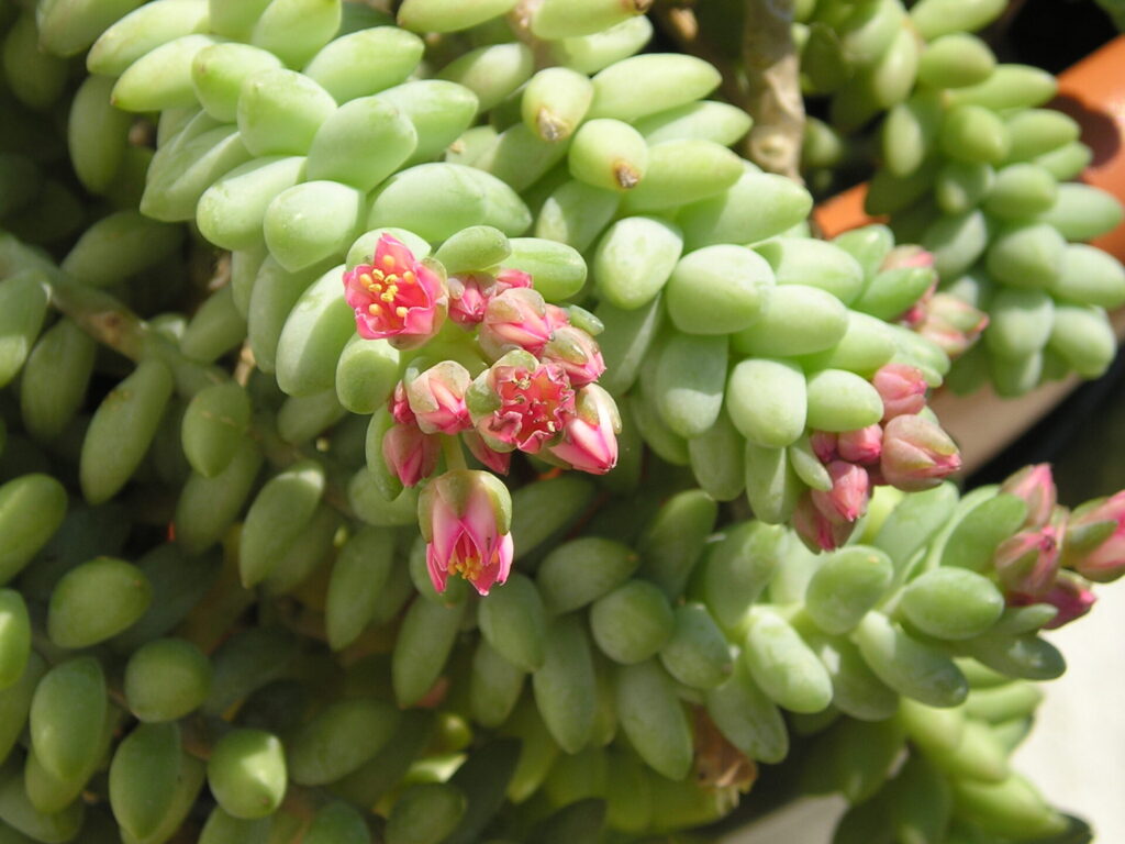 Donkeys tail in bloom March 06