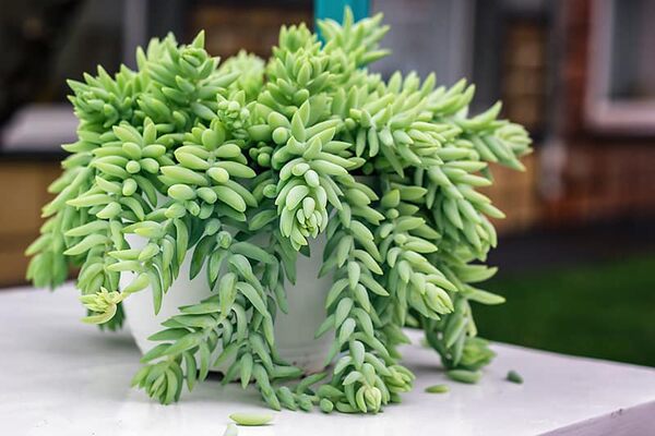 Sedum morganianum on the table 1