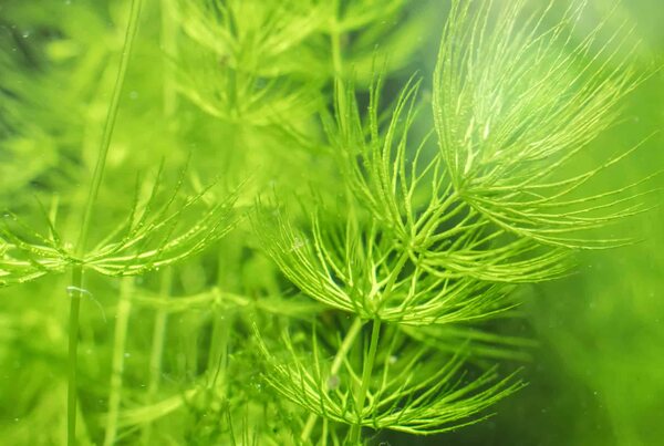 hornwort plant inside the aquarium 1