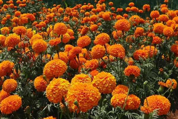 marigold g96e8b858c 640 1