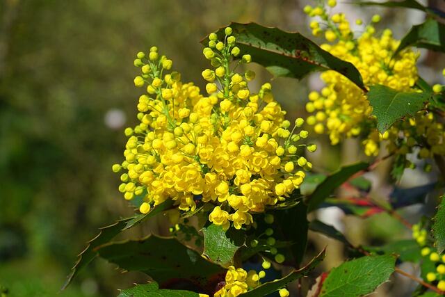 ordinary mahonia g18b5dcad1 640 1