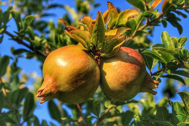 pomegranate g794154bc6 640 1