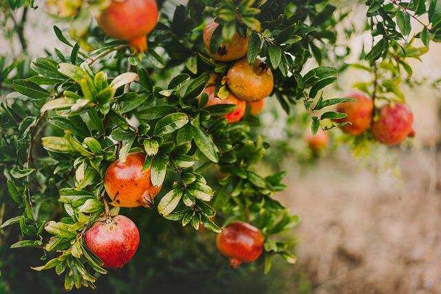 pomegranate gc7c4a9ed9 640 1