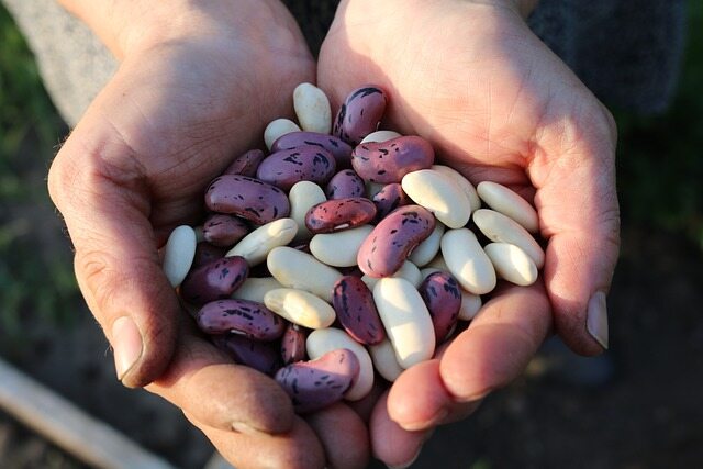 runner beans g64511e76f 640 1