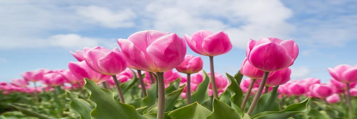varieties of tulip