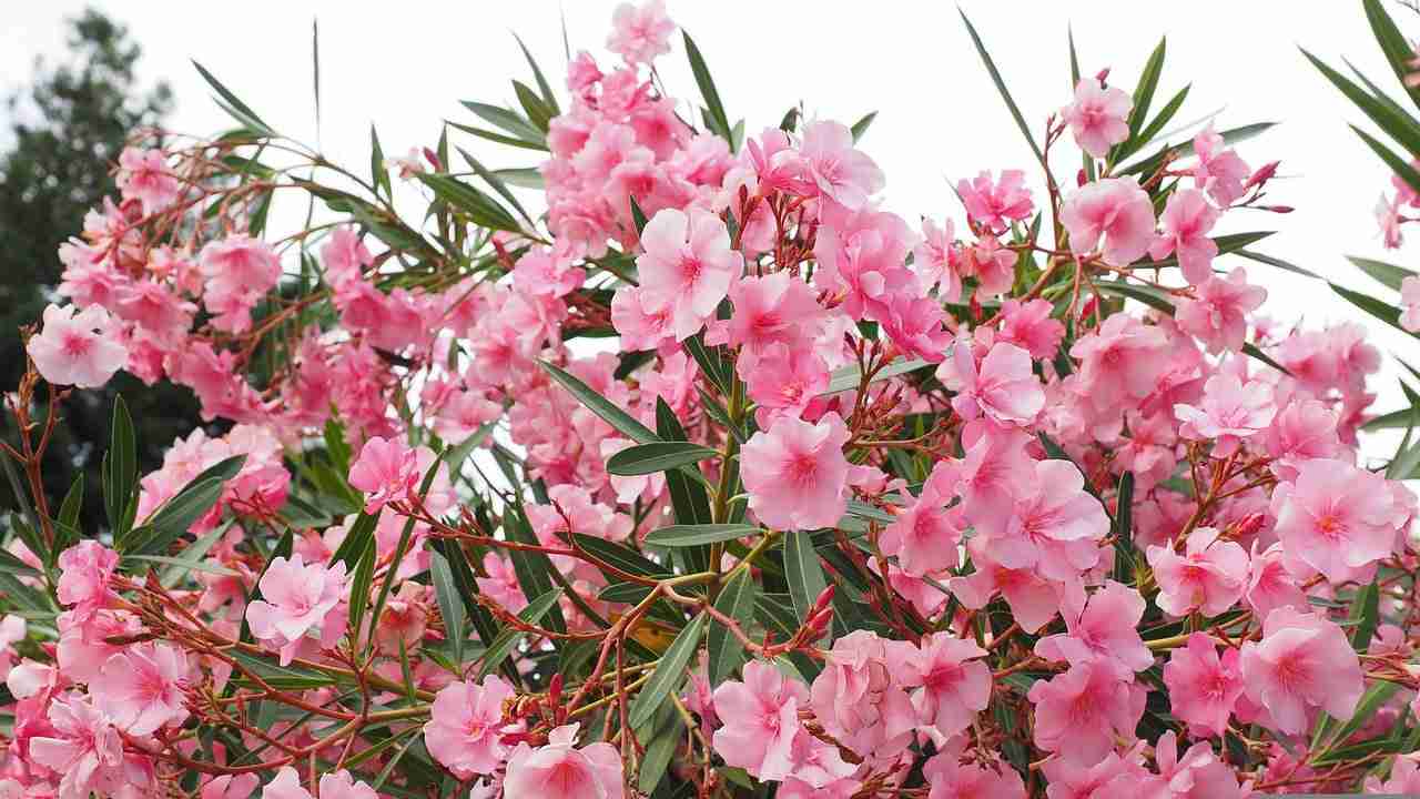 Oleander shrub