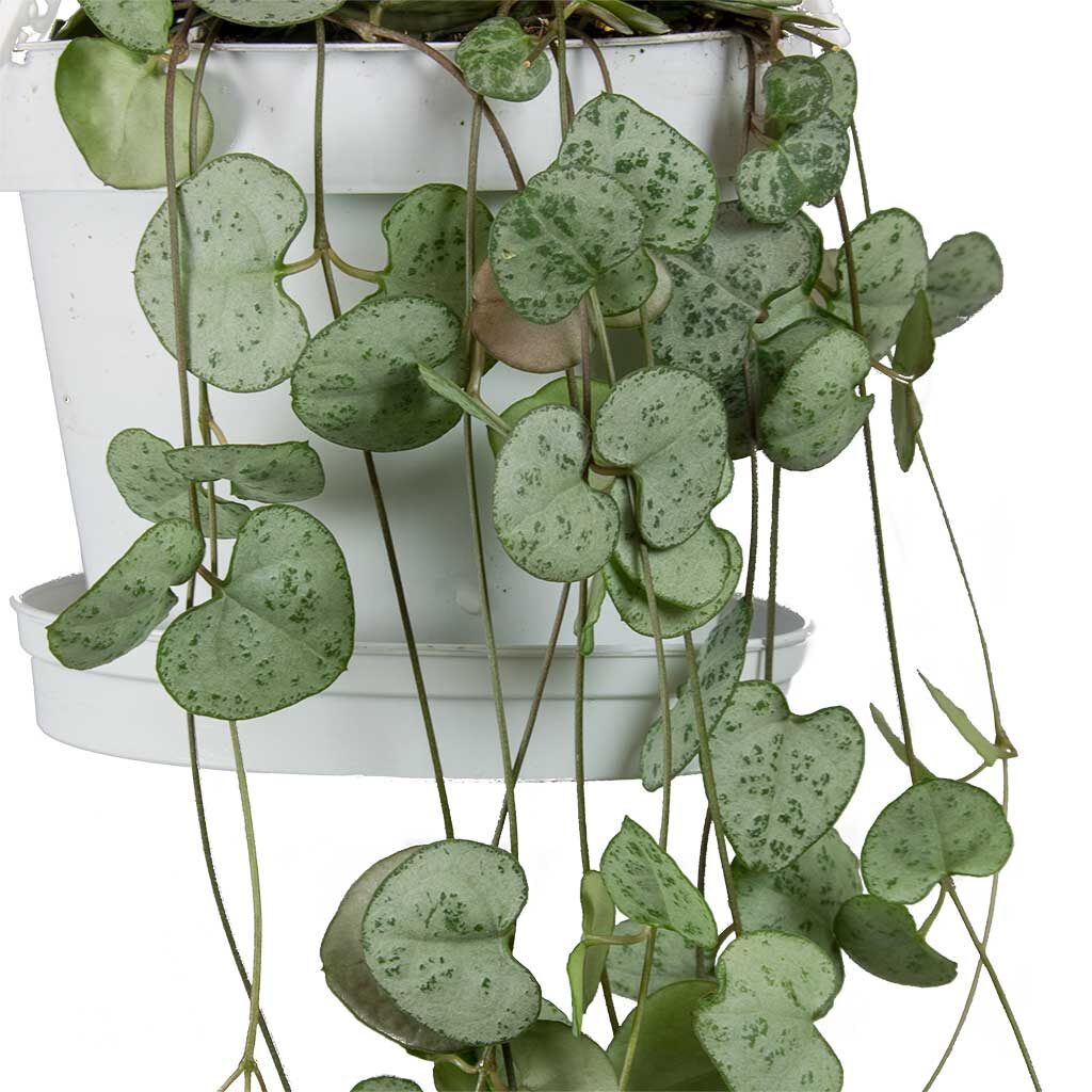String Of Hearts Ceropegia Woodii Leaves