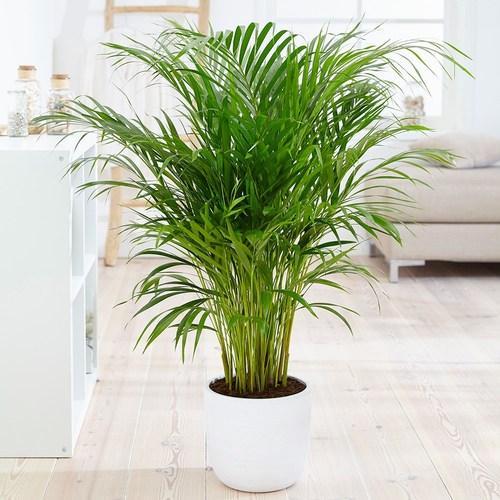 areca palm bamboo palm plant 500x500 2