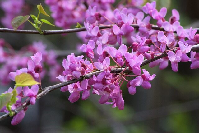 arkansas redbud blossoms g0e98f4d97 640 1