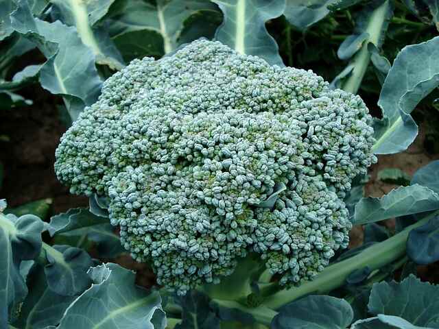 broccoli ge0487d3fa 640 1