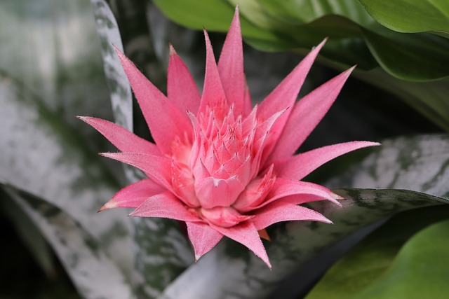 bromeliad g7436de0b5 640