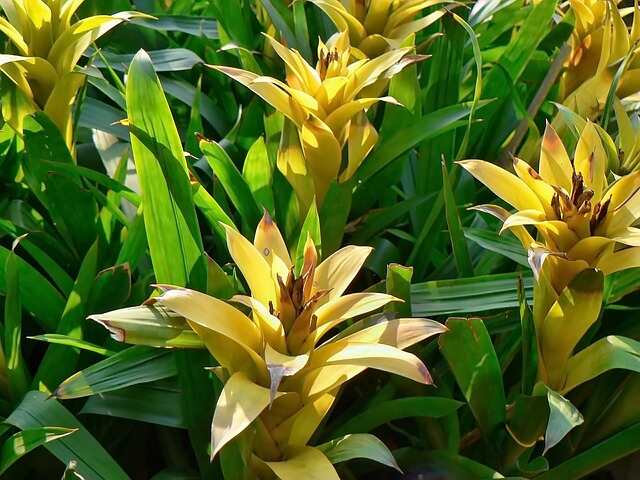 bromeliad ga05f40b4f 640 1