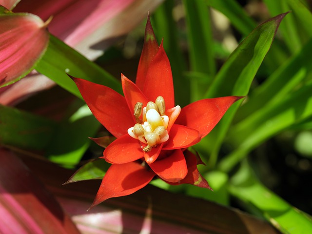 bromeliad ga404afcaa 640