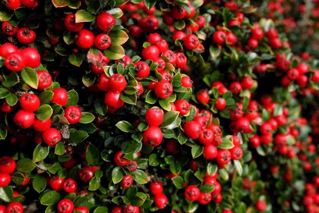 cotoneaster 1