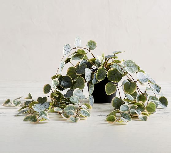 faux trailing variegated string of hearts houseplant c