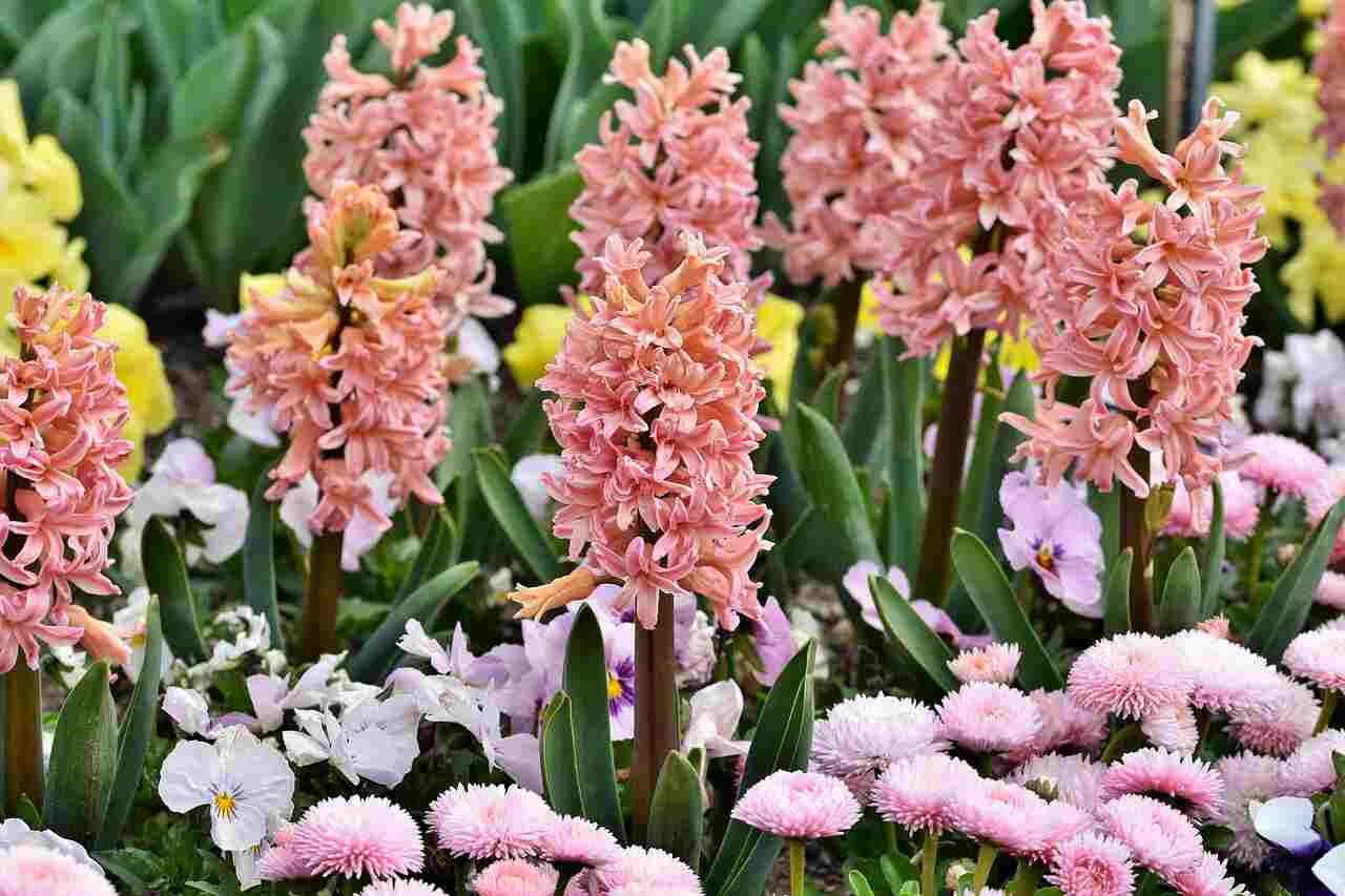 hyacinths