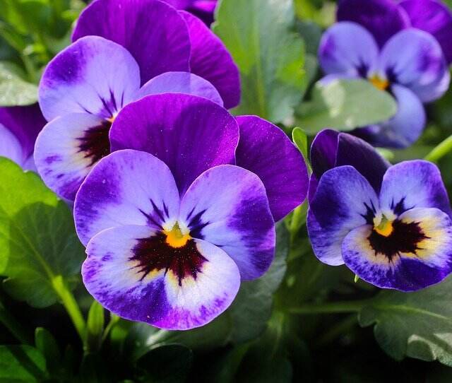 pansy gd3c7d798c 640 1