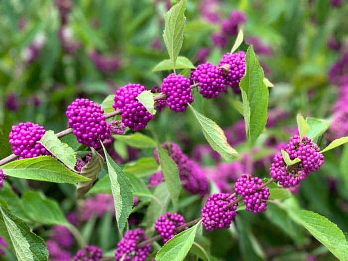 ripe beautyberry clusters