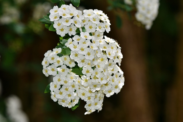 spiraea gb9274c3f5 640