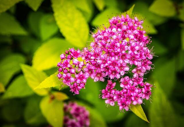 spiraea japonica ga0133e300 640 1