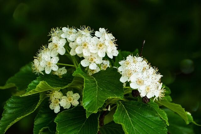 spirea g3cda0c990 640 1