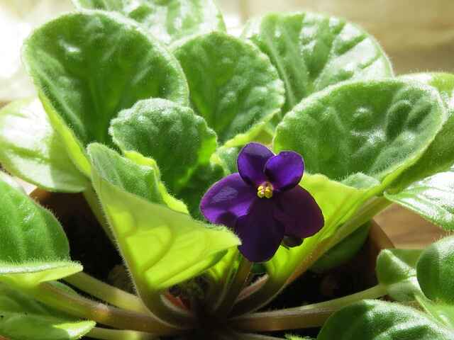 african violet g032b6448c 640 1