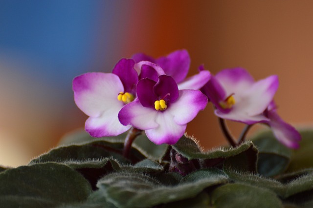 african violet g24f70be38 640