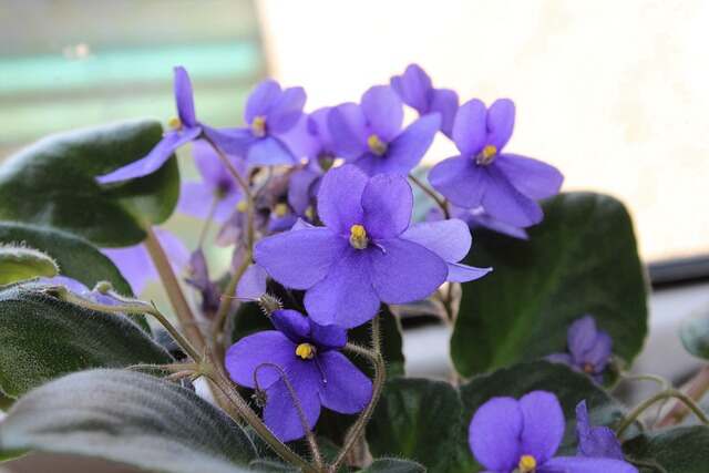 african violet ga0db4f1bf 640 1