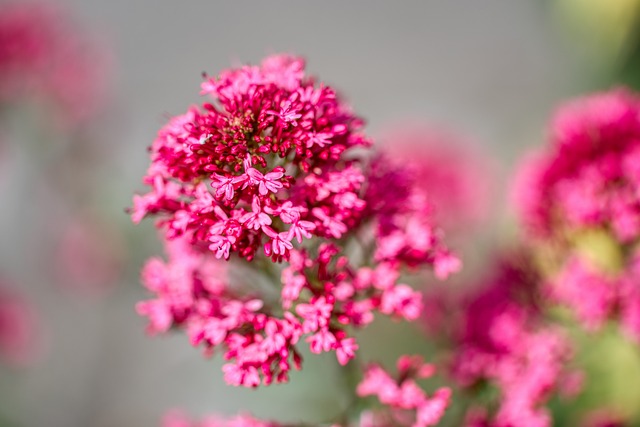 red spurflower g9d8479c52 640 1