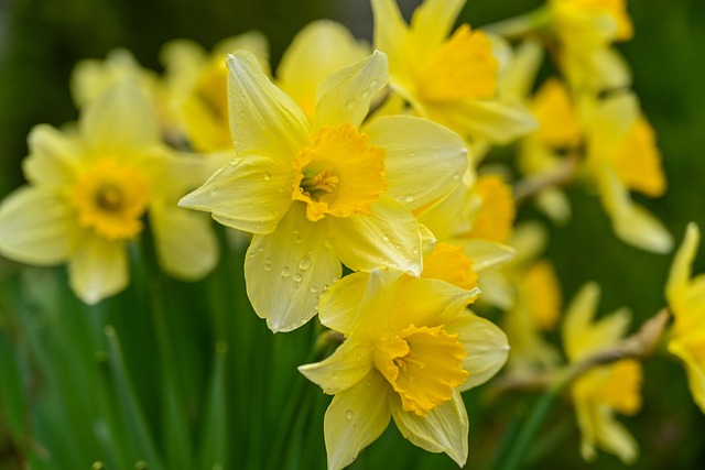 wild daffodils 7106921 640