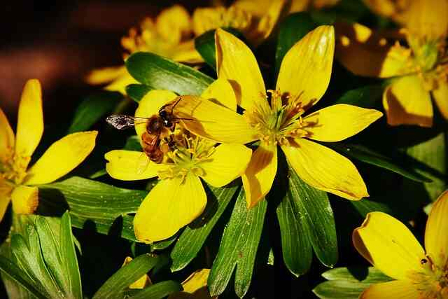 winter aconite 4007808 640 1